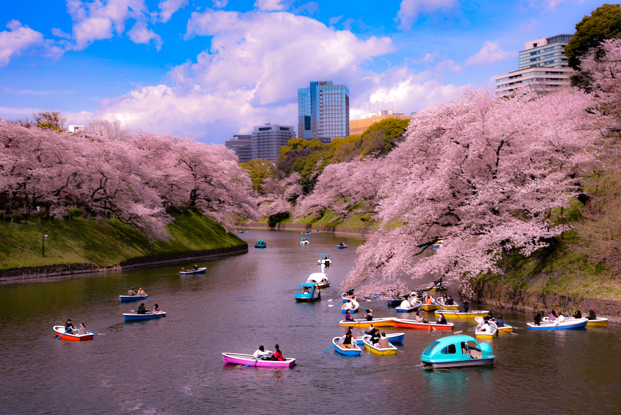 Cherry Blossoms